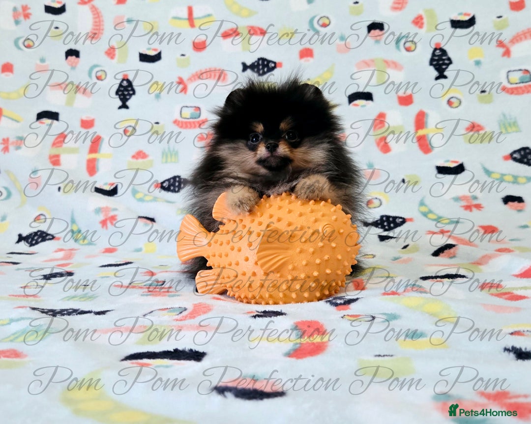 Pomeranian dogs for sale: Teddy Bear Pomeranian Puppies  - Image 4