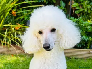 Toy Poodle dogs 💫Extensively Health tested Kc toy poodle male 💫 - Advert 11