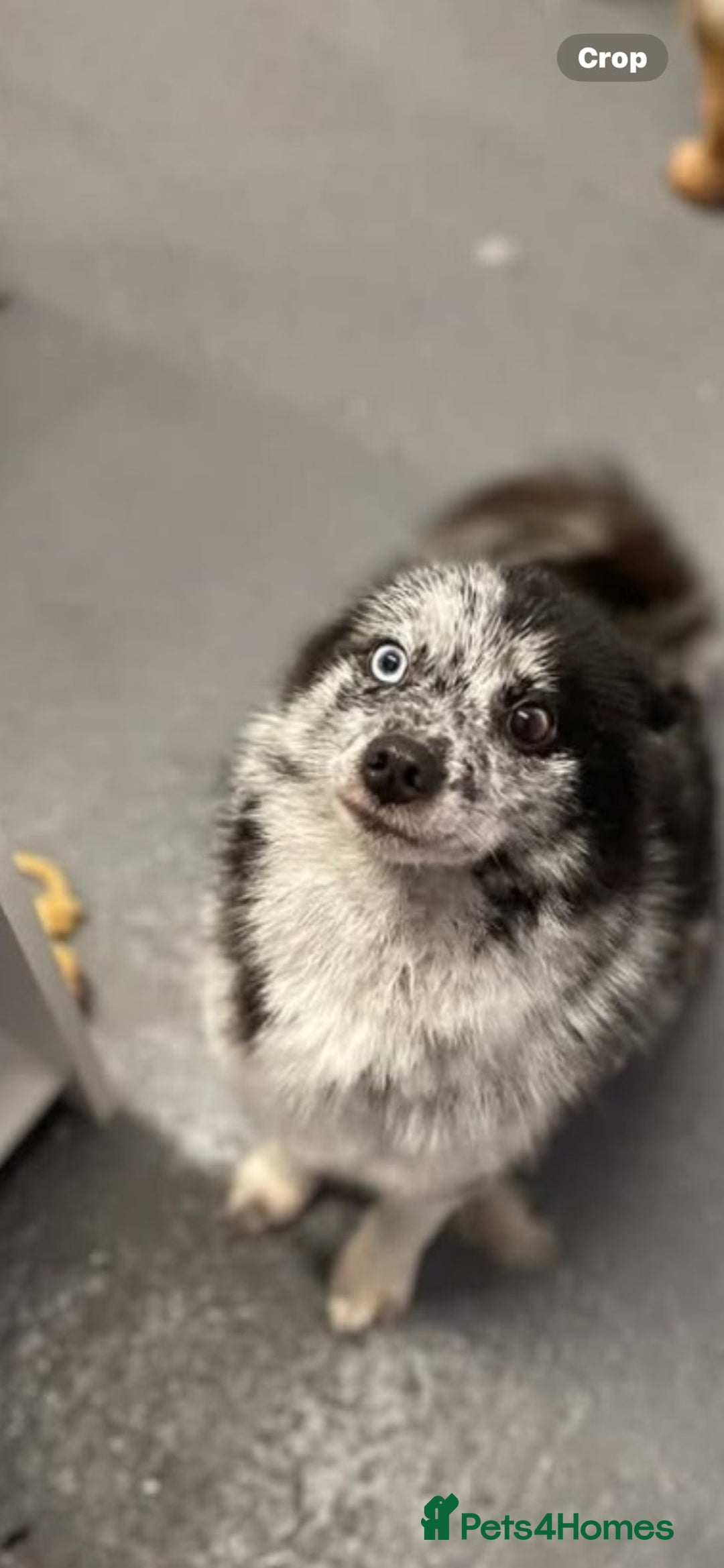 Pomsky dogs for sale: Beautiful female pomsky - Image 4