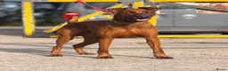 Mixed Breed dogs for sale: F1b Dobermann hybrid  - Advert 6