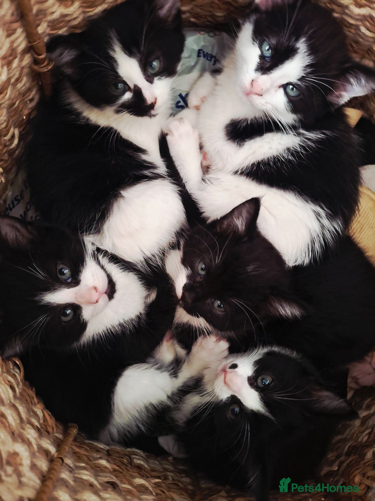 Mixed Breed cats Beautiful black and white kittens  - Advert 5