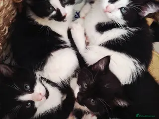 Mixed Breed cats Beautiful black and white kittens - Advert 5