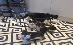 Mixed Breed cats for sale: Beautiful Black & White Tuxedo Kittens - Image 2