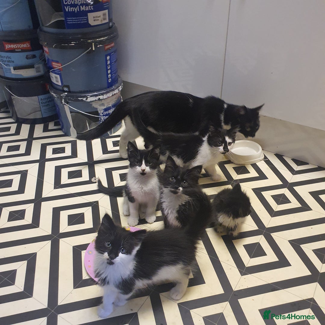 Mixed Breed cats for sale: Beautiful Black & White Tuxedo Kittens - Image 2