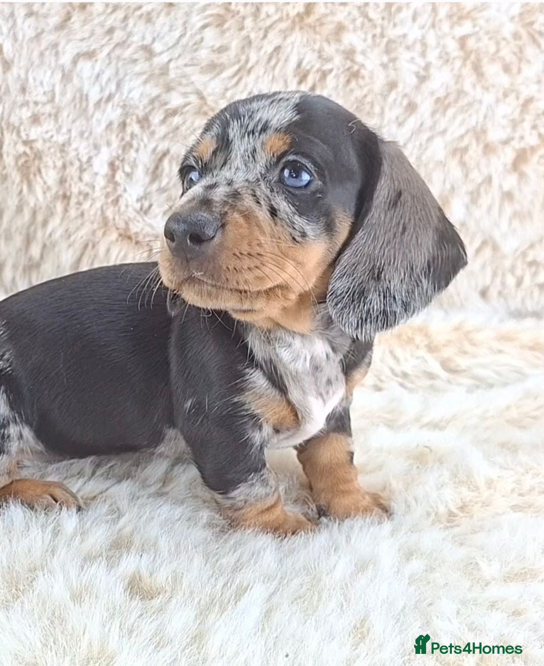 Dachshund dogs Classic Miniature Dachshund Puppies  - Advert 2