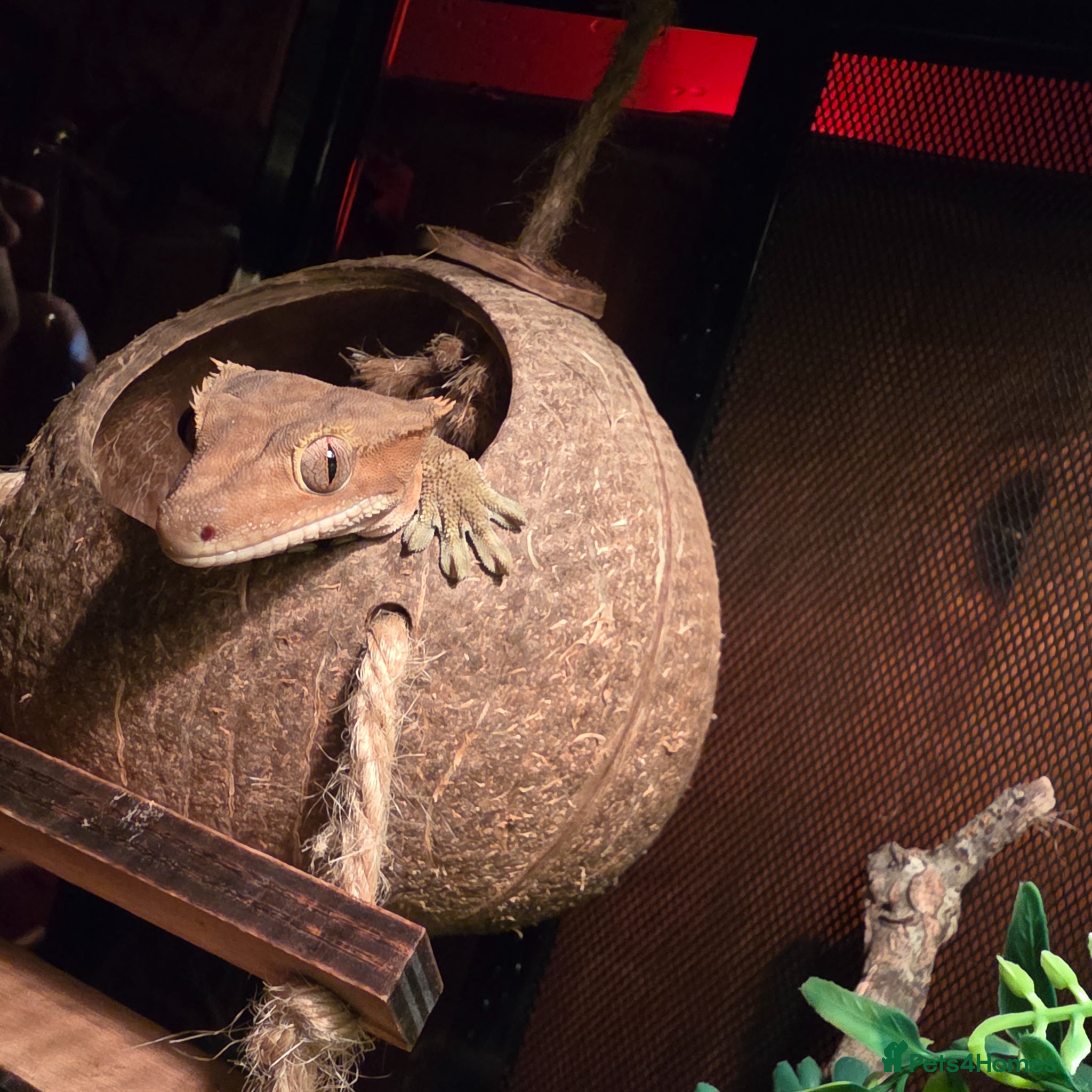 Gecko reptiles Free Crested Gecko Seeking Loving Forever Home - Advert 2