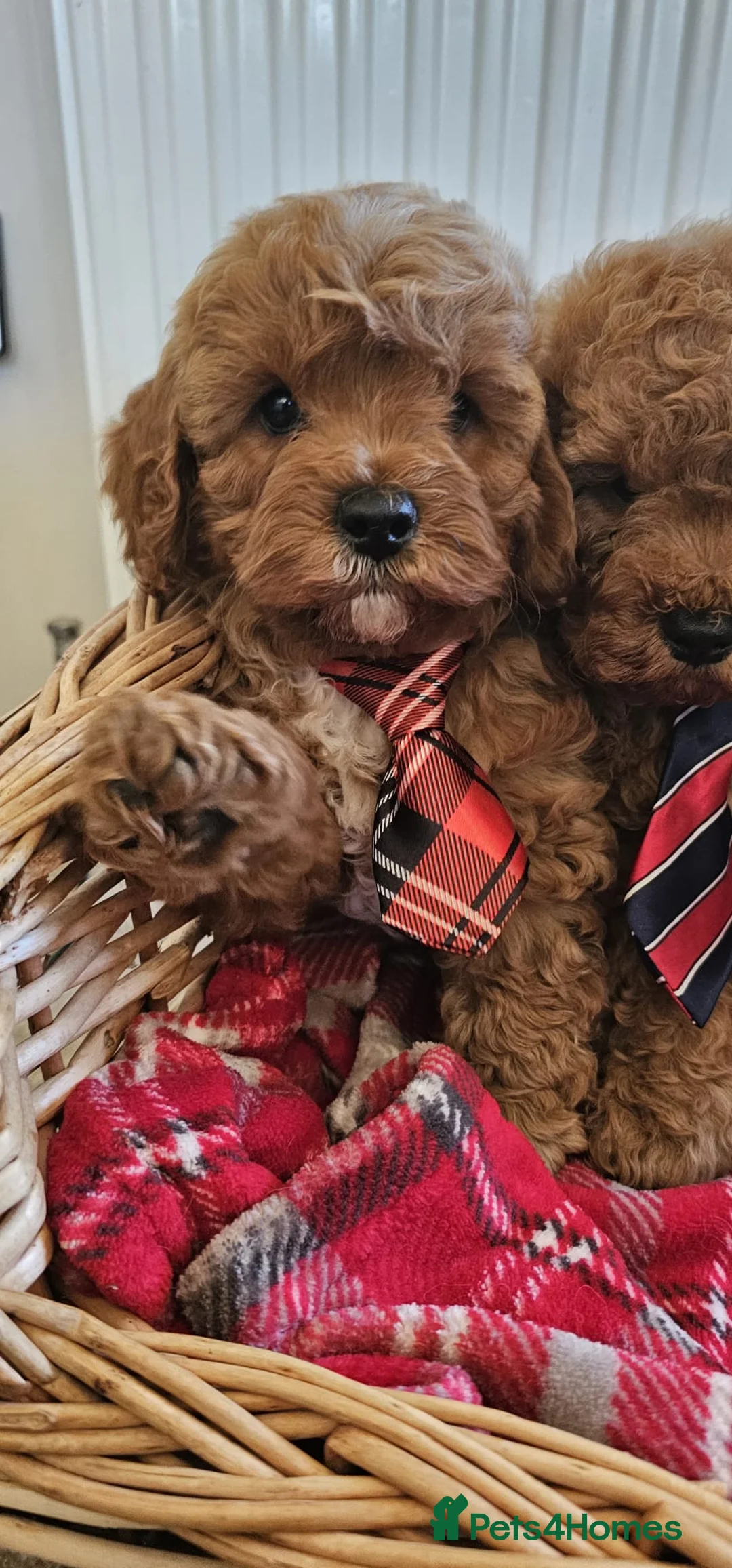 Cavapoo dogs for sale: Cavapoo puppies  - Advert 2