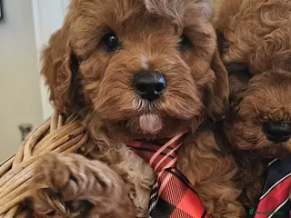 Cavapoo dogs Only 2 now Ready now fully vet checked - Advert 18