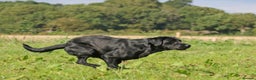 Labrador Retriever dogs for stud: Fully DNA Health tested Labrador stud dog in Alton - Advert 4