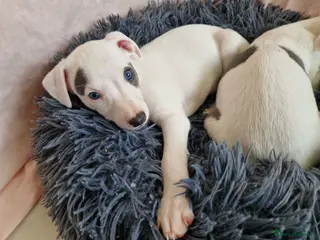 Whippet dogs Heart and DNA tested Blue Parti Whippet Puppies. - Advert 3