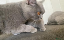 British Shorthair cats for sale: GCCF Active Championship line Blue & Lilac Kittens - Image 22