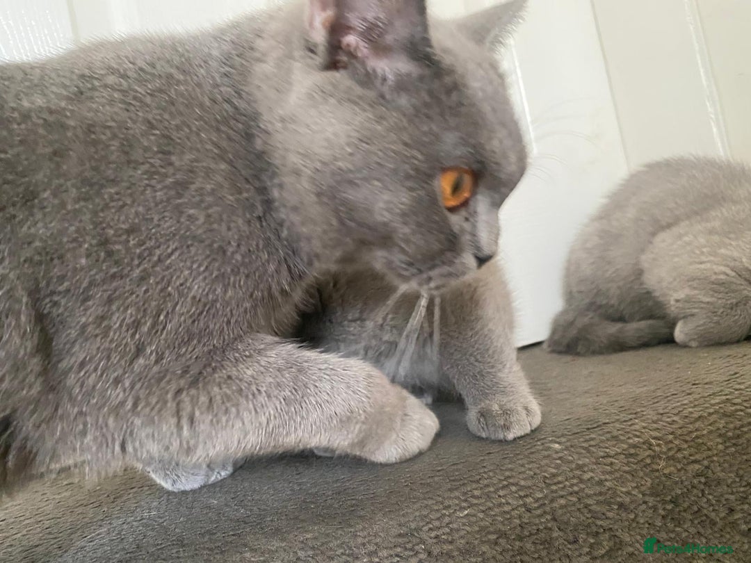 British Shorthair cats for sale: GCCF Active Championship line Blue & Lilac Kittens - Image 22