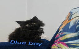 Mixed Breed cats for sale: Beautyfull fluffy kittens ragcoon - tuxedo cross  - Image 24