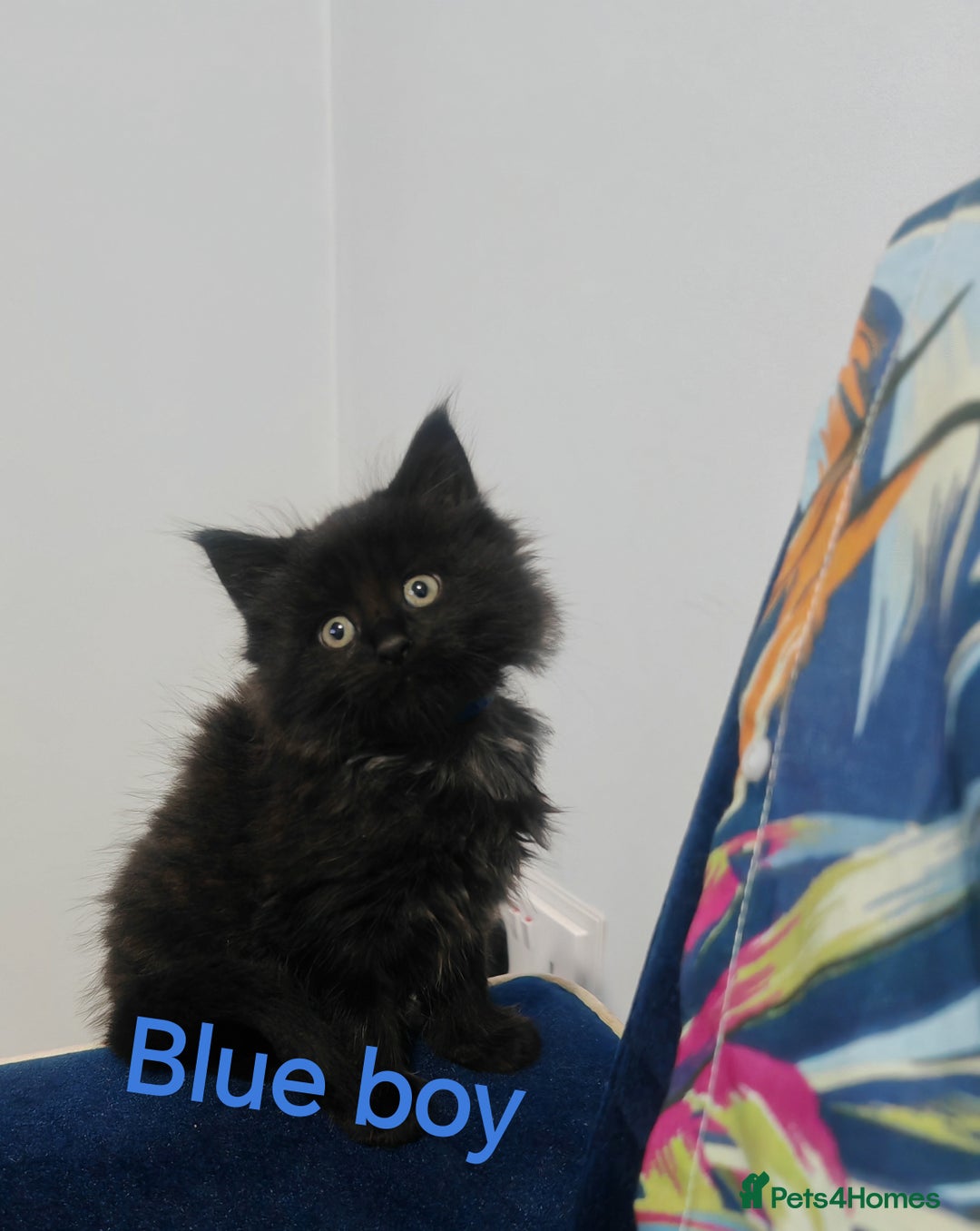 Mixed Breed cats for sale: Beautyfull fluffy kittens ragcoon - tuxedo cross  - Image 24