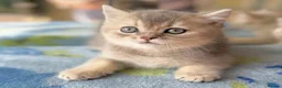 British Shorthair cats for sale: Golden Blue 🦋BSH Boy  - Advert 6