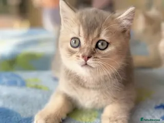 British Shorthair cats Golden Blue 🦋BSH Boy - Advert 1