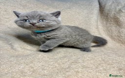 British Shorthair cats for sale: British Blue SH Kittens, TICA, Queens,Studs. - Image 3