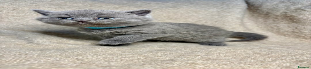 British Shorthair Kitten 2