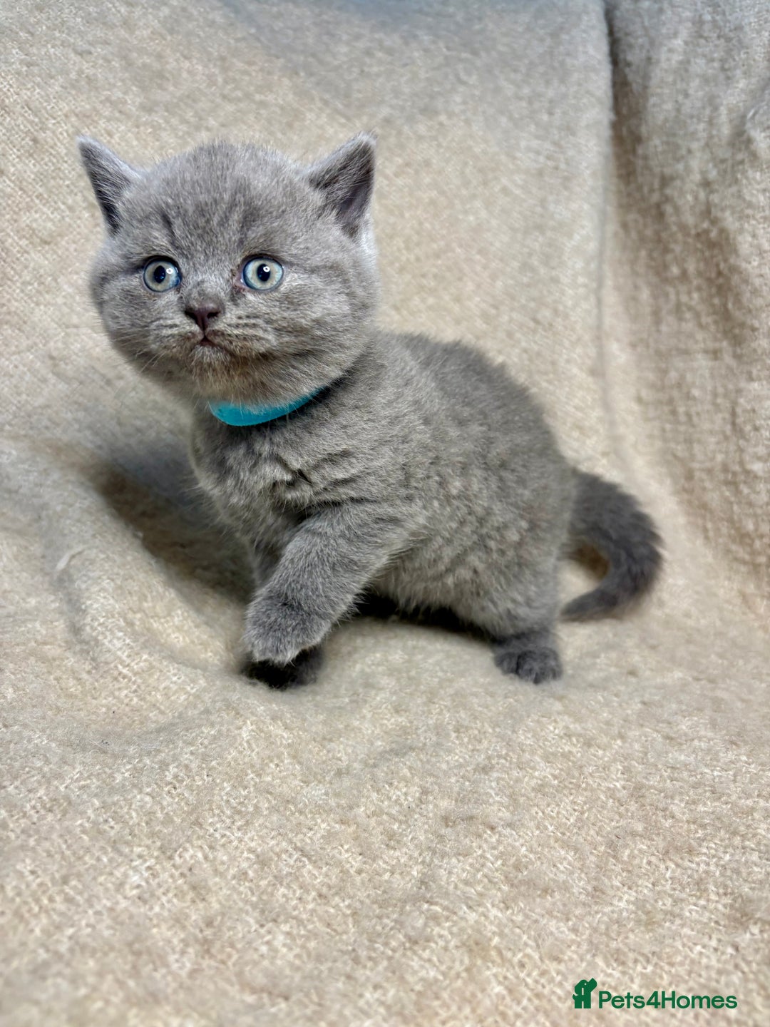 British Shorthair cats for sale: British Blue SH Kittens, TICA, Queens,Studs. - Image 3