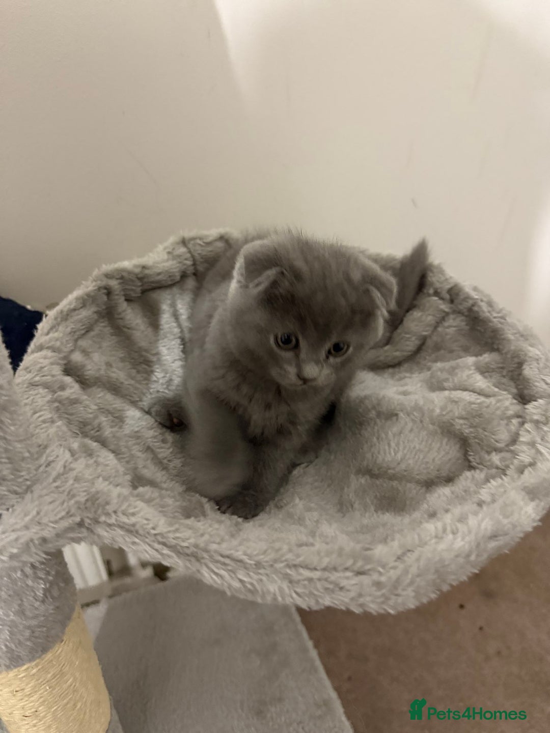 Scottish Fold cats for sale: Scottish fold kitten  - Advert 2