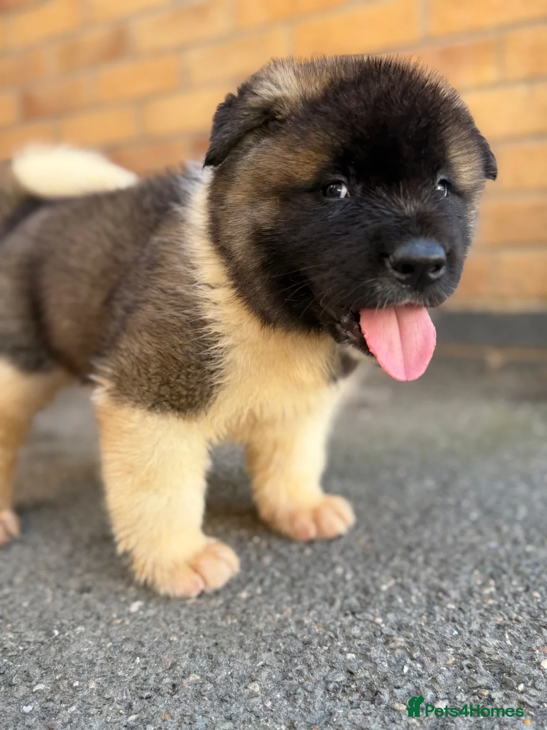 Akita dogs for sale: KC REGISTERED AKITA BEARS.  - Advert 2