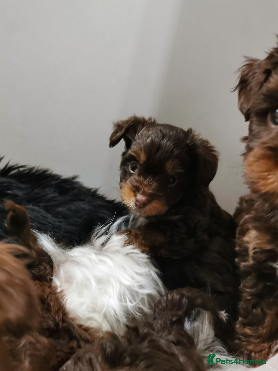 Yorkshire Terrier dogs for sale: Biewer Shizu Tzu cross 1girl 1boy left - Advert 14
