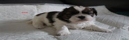 Shih Tzu dogs for sale: LOVELY SHIH TZU PUPPIES LIVER GENE  - Advert 13