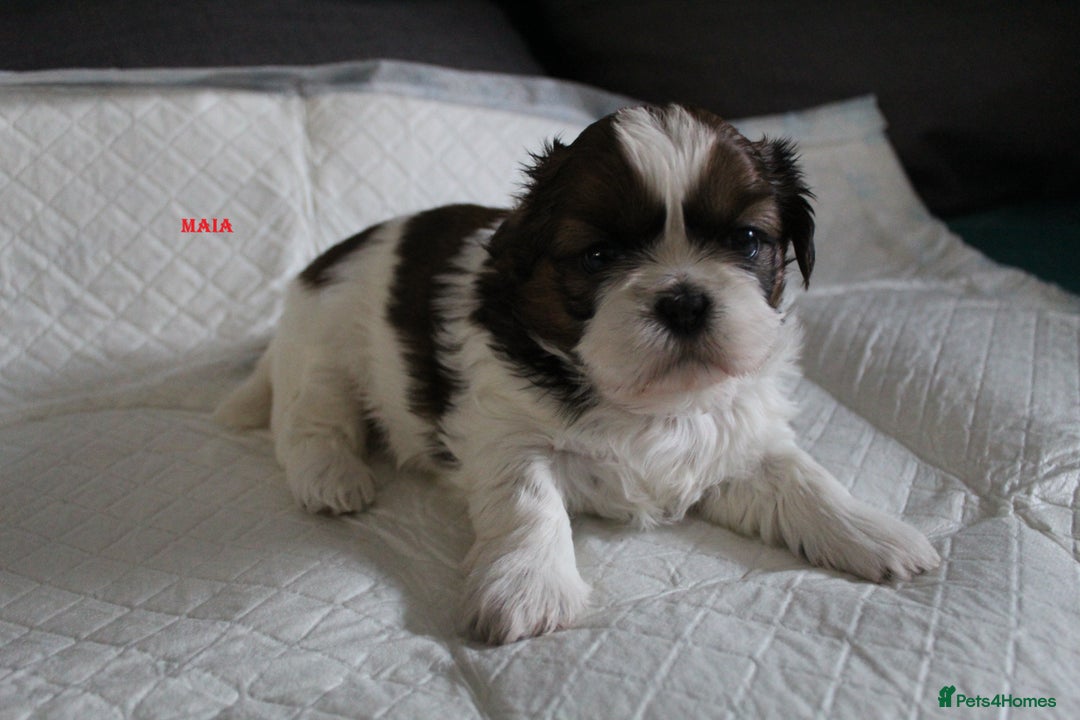 Shih Tzu dogs for sale: LOVELY SHIH TZU PUPPIES LIVER GENE  - Advert 13