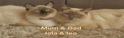 Ragdoll cats for sale: Beautiful little of 4 ragdoll kittens - Advert 2
