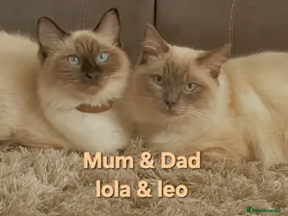 Ragdoll cats litter of 4 ragdoll kittens - Advert 3