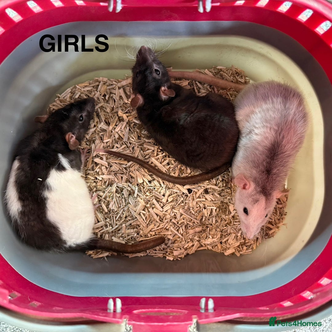 Rat rodents for sale: Baby Rats - Dumbo & Rex  - Image 2