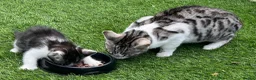 Bengal cats for sale: Silver Bengal mother & two male kittens for sale in Birmingham - Advert 12