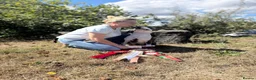 Bull Terrier dogs for sale: Kc reg bull terrier - Advert 5