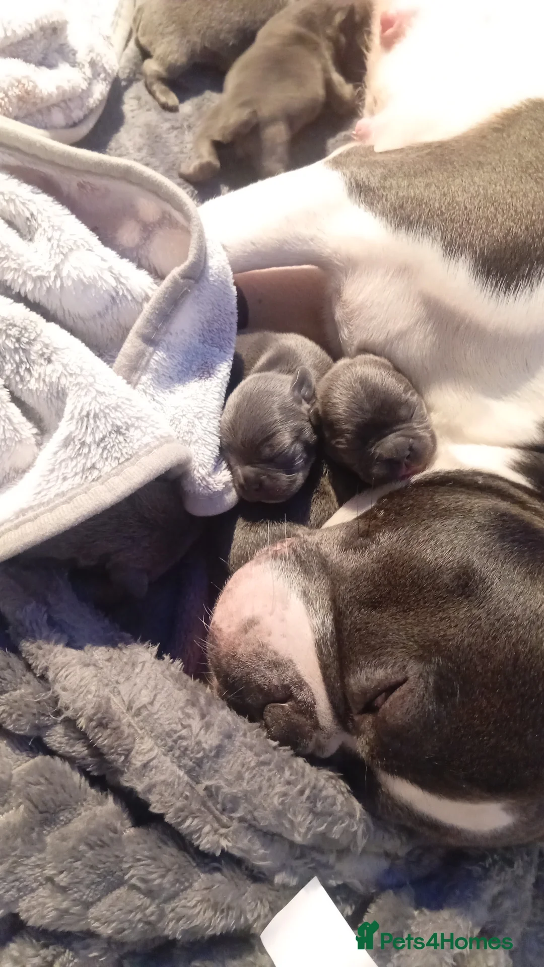 Mixed Breed dogs for sale: Frenchie puppies  - Advert 2