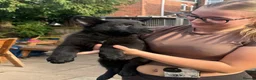 German Shepherd dogs for sale: Mr Andrew Howard  - Advert 12