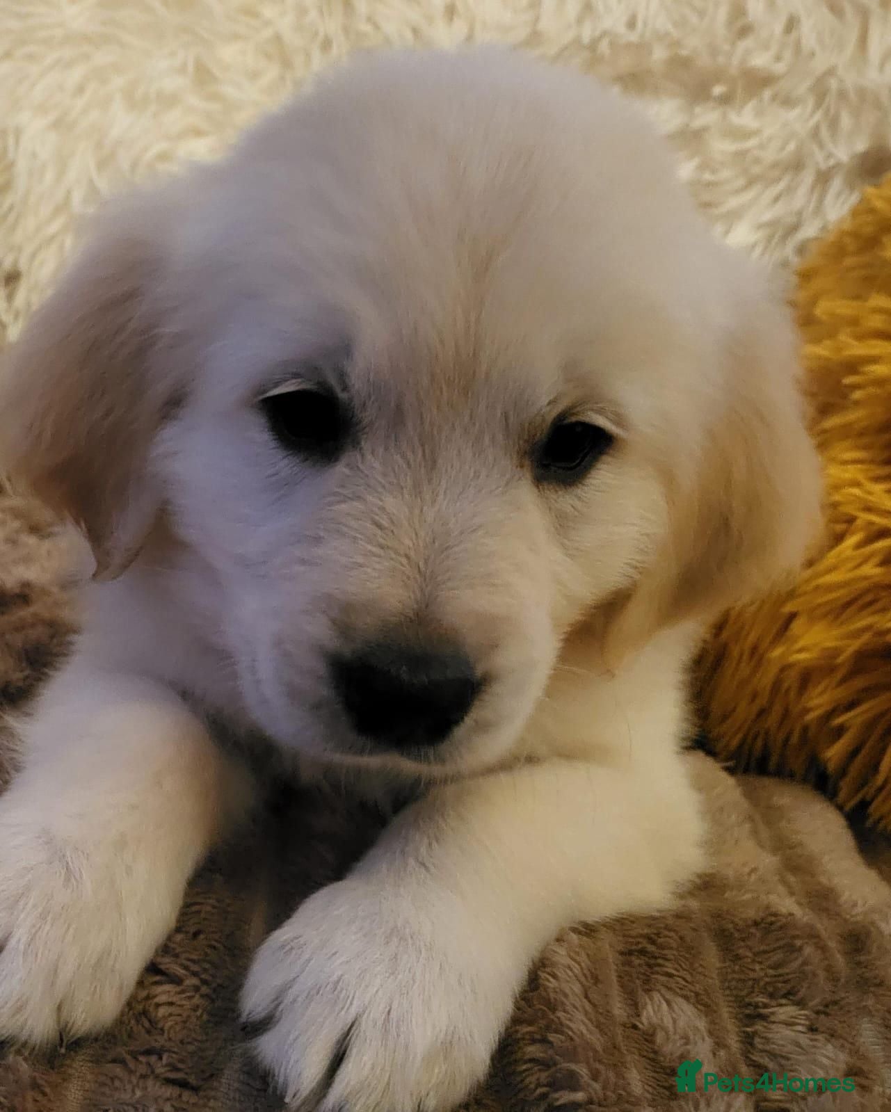 Golden Retriever dogs Golden Retriever puppy's  - Advert 1