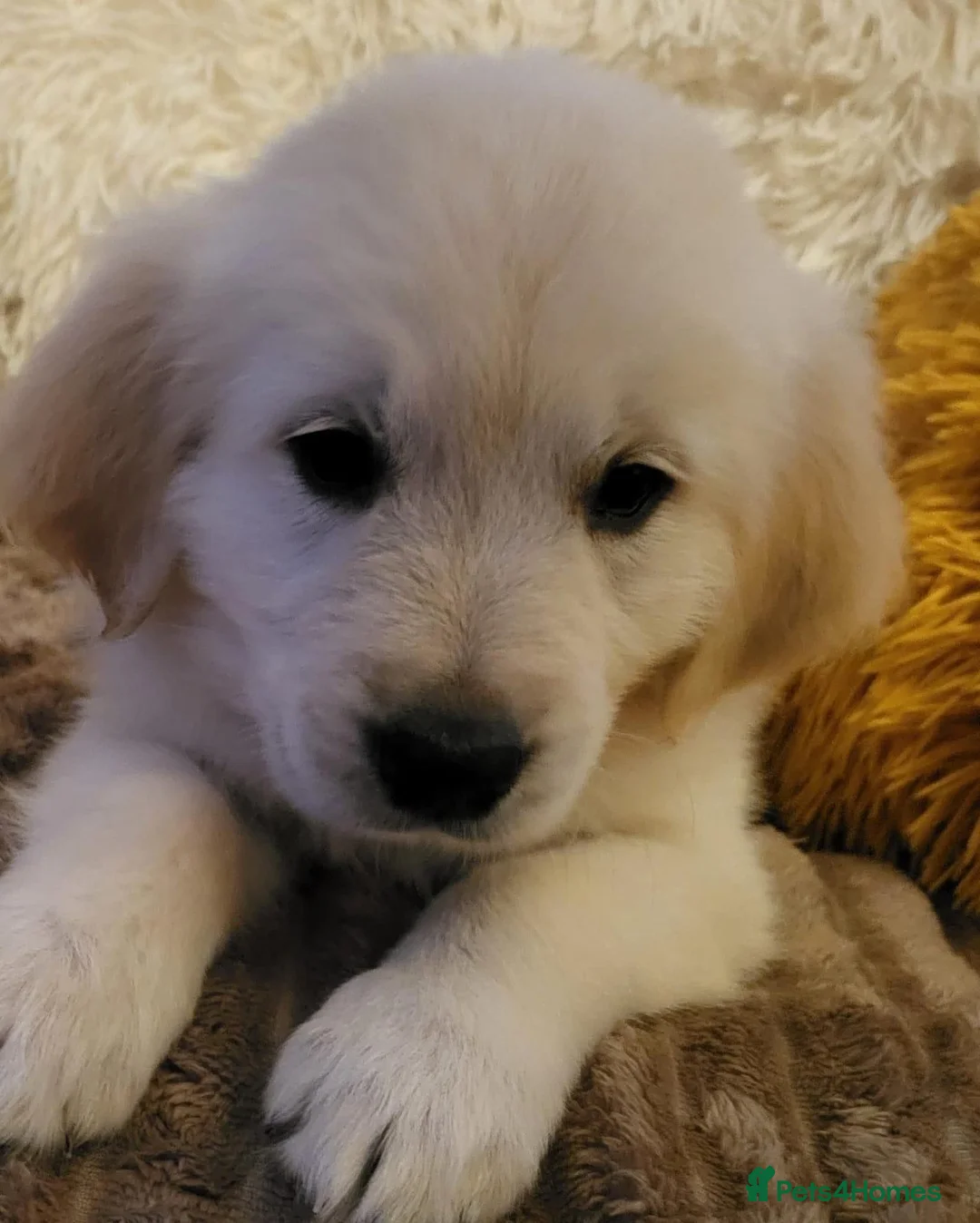 Golden Retriever dogs for sale: Golden Retriever puppy's  - Advert 1