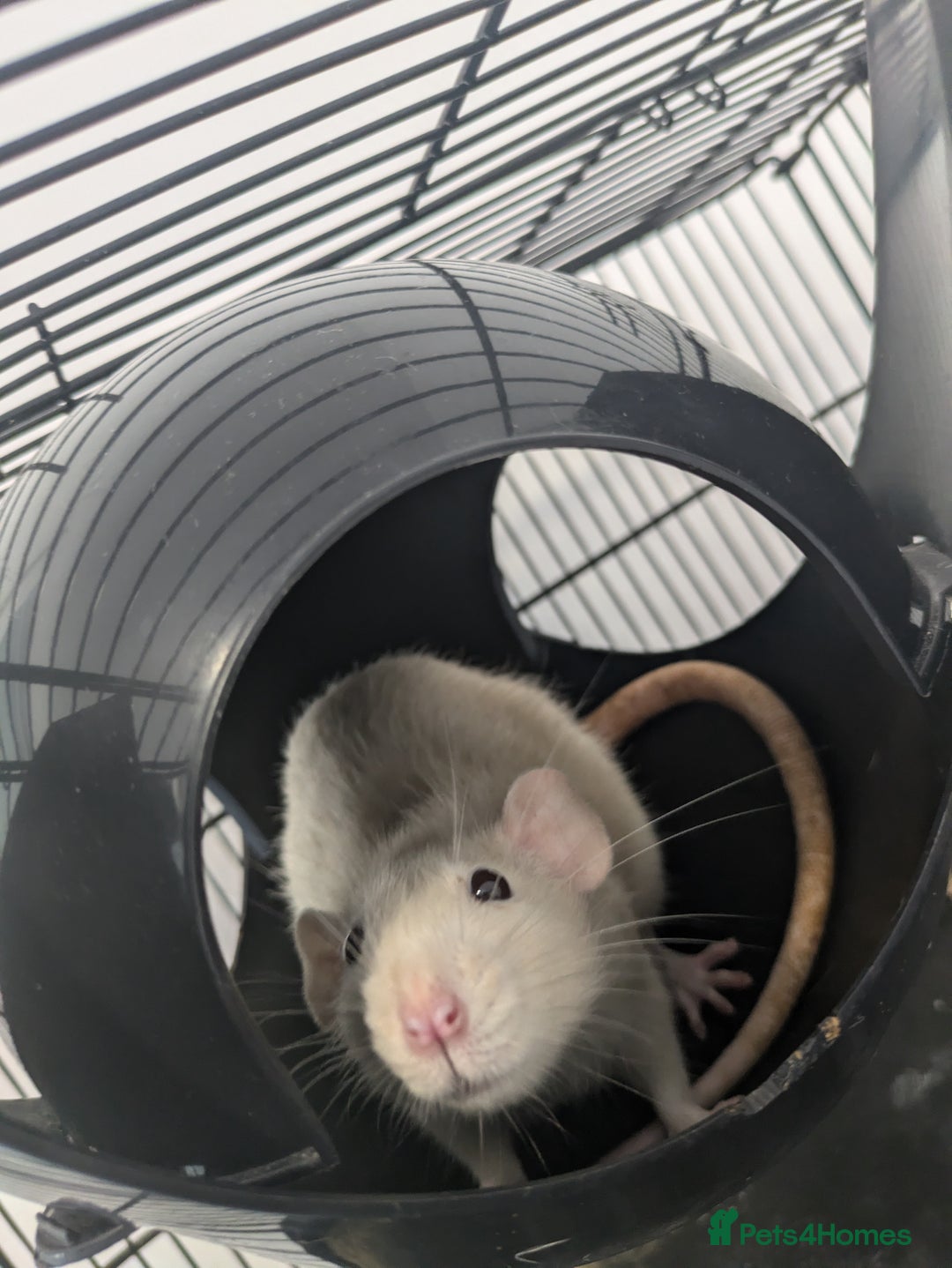 Rat rodents for sale: 3 rats - Image 4