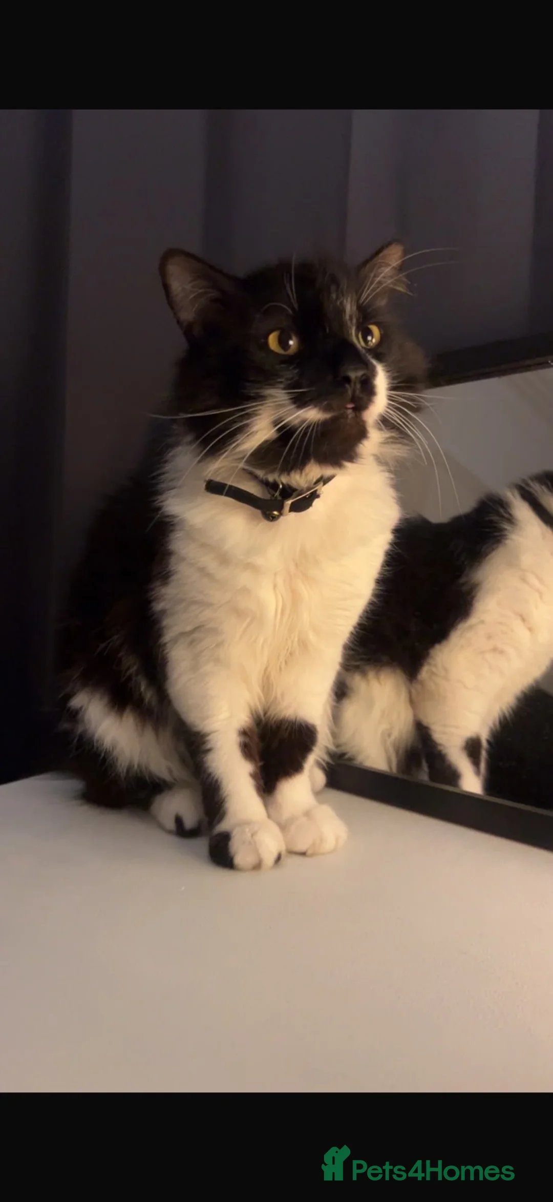 Mixed Breed cats for sale: mr leo - Advert 3