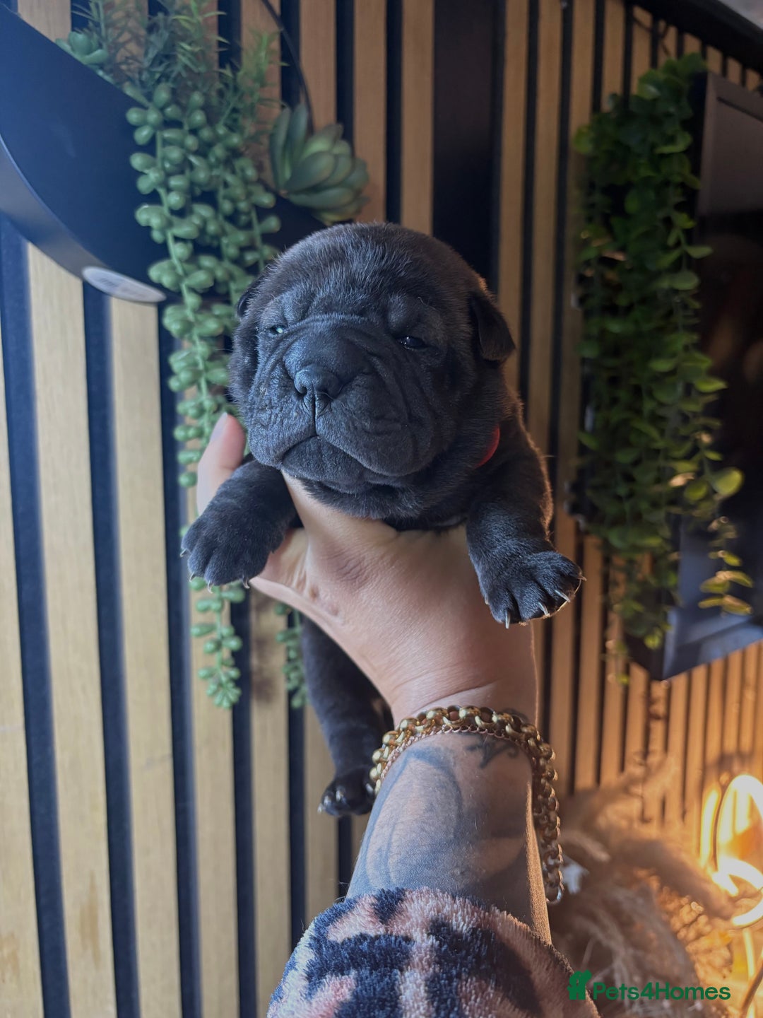 Shar Pei dogs for sale: Black sable Sharpeis  - Advert 3