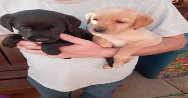 Labrador Retriever dogs - Advert 6