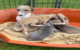 Italian Greyhound dogs for sale: Italian greyhound puppy’s  - Image 17