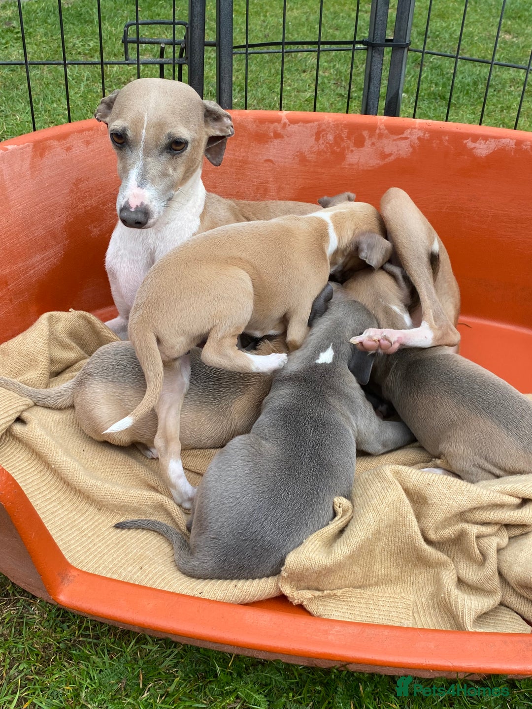 Italian Greyhound dogs for sale: Italian greyhound puppy’s  - Image 17