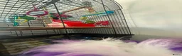 Budgerigars birds for sale:     Budgies & Quail Chicks + Cage - Advert 5