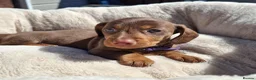 Dachshund dogs for sale: Minature Dachshund pups - Advert 9