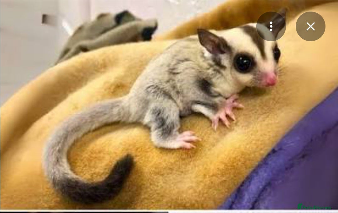 Sugar Glider rodents Bonded pair sugar gliders - Advert 7