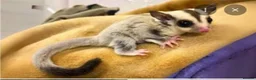 Sugar Glider rodents for sale: Bonded pair sugar gliders - Advert 1