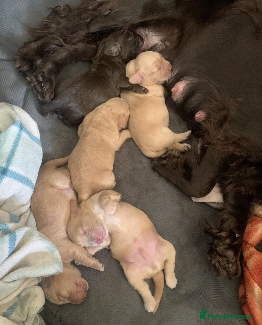 Cocker Spaniel dogs for sale: Cocker Spaniel Puppies - Advert 1
