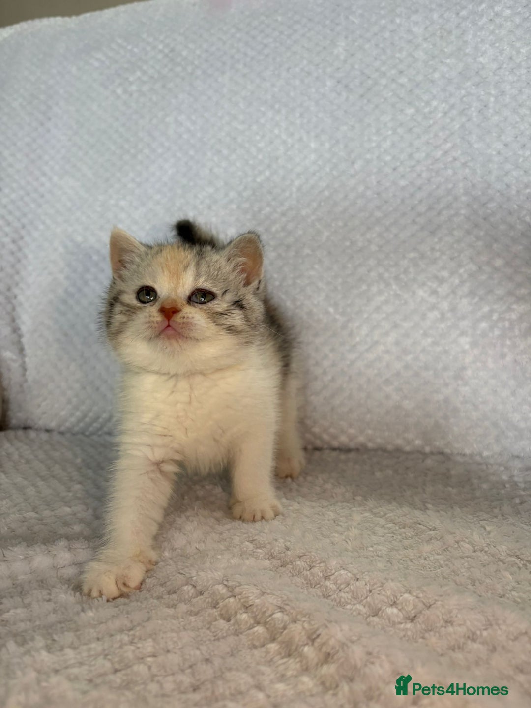 British Shorthair cats for sale: Gorgeous British shorthair kittens  - Advert 24