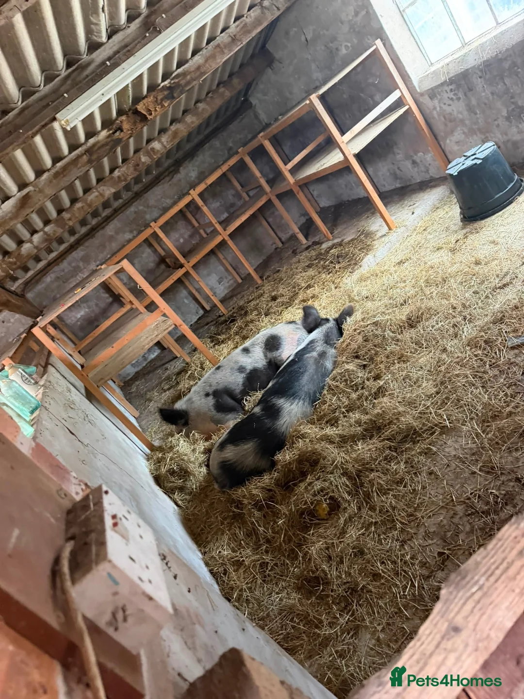 Pig livestock for sale: 2 x Female Kune Kune pigs in Tarporley - Advert 7